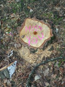 Leave taking from a tree_72.jpg